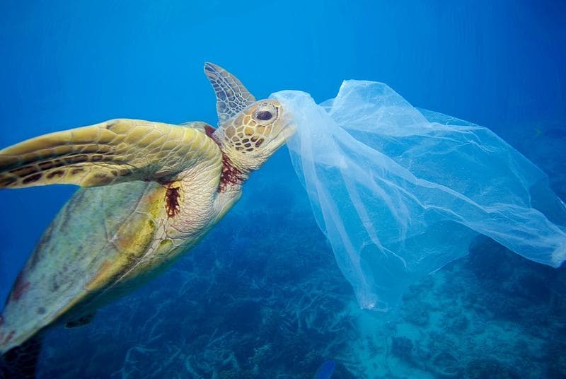 Protéger la Méditerranée avec le voilier WWF France : le Blue Panda