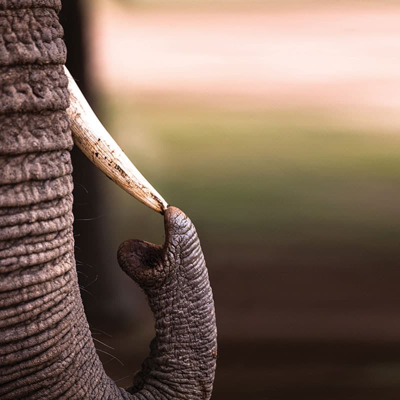 Préserver la faune menacée en Afrique